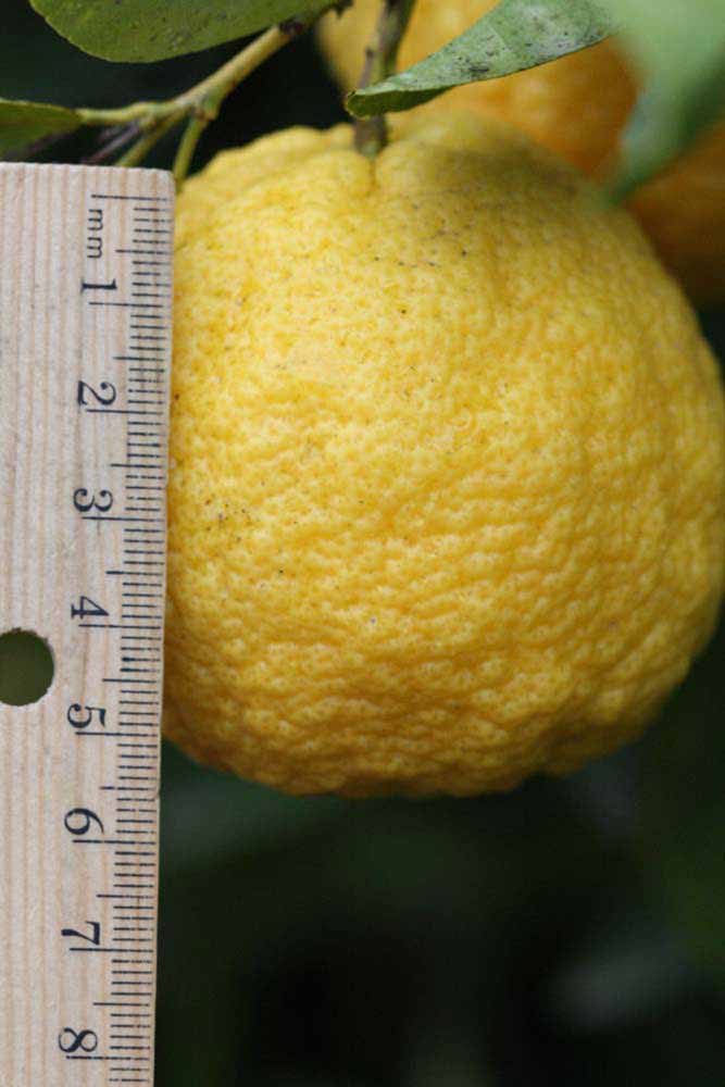            Fruit (Schaub, Riverside, CA)   